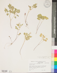 Cardamine flagellifera image