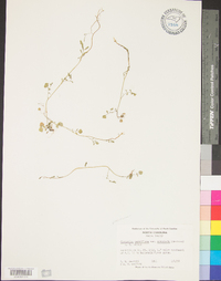 Cardamine parviflora image