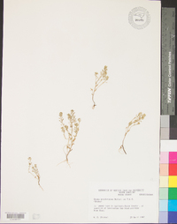 Draba brachycarpa image