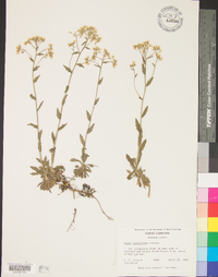 Draba ramosissima image