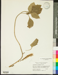 Pachysandra procumbens image