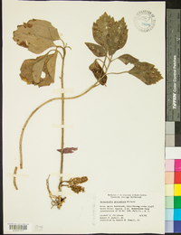 Pachysandra procumbens image