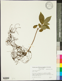 Calycanthus floridus image