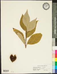 Calycanthus floridus image