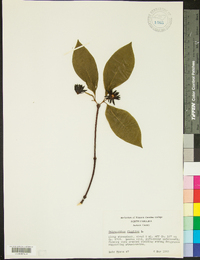 Calycanthus floridus image