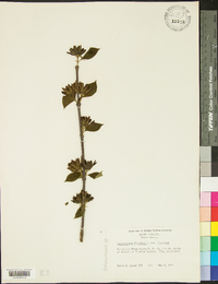 Calycanthus floridus var. floridus image