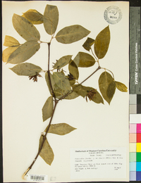 Calycanthus floridus image