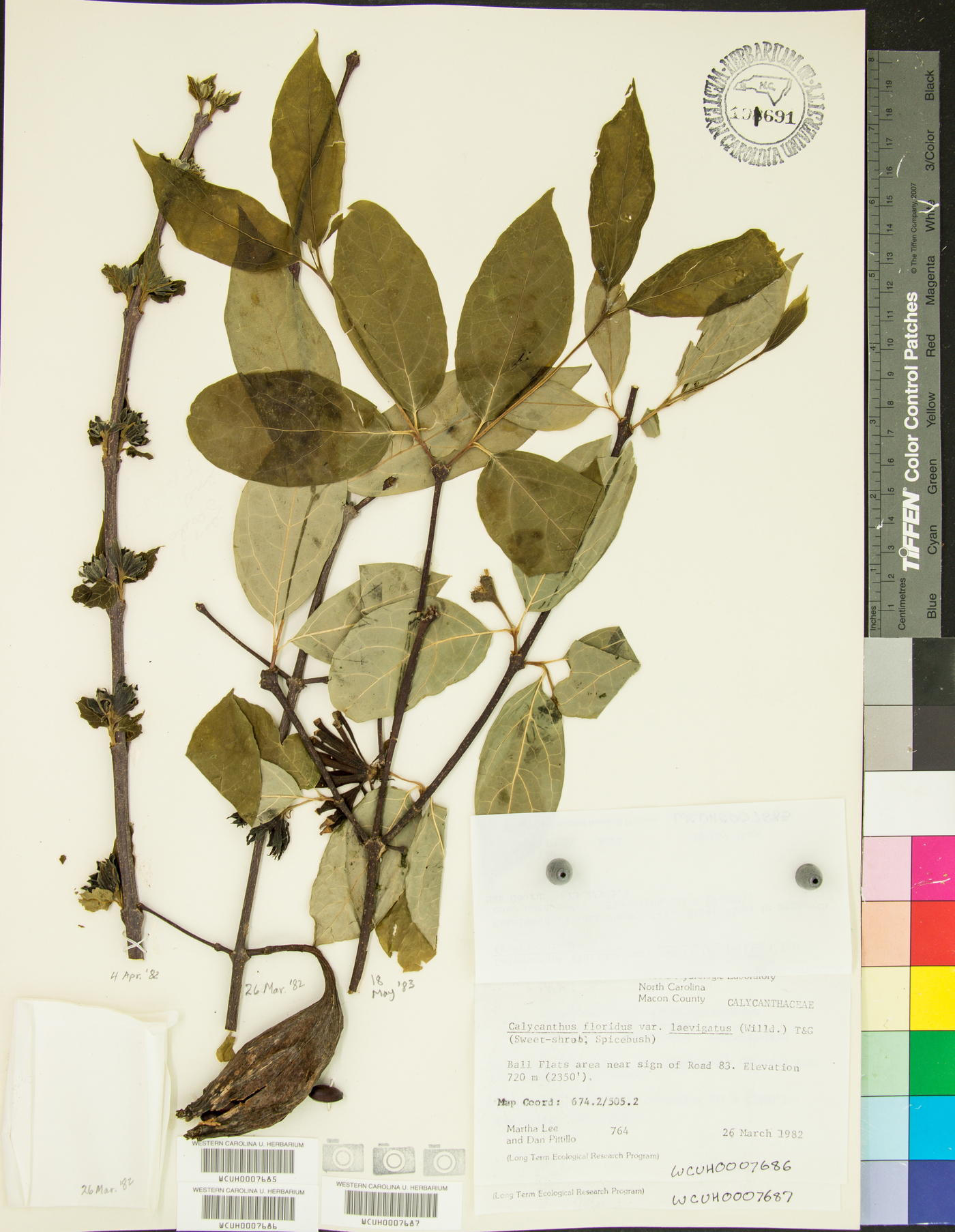 Calycanthus floridus var. laevigatus image