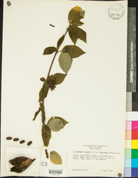 Calycanthus floridus image