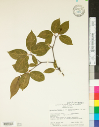 Calycanthus floridus image