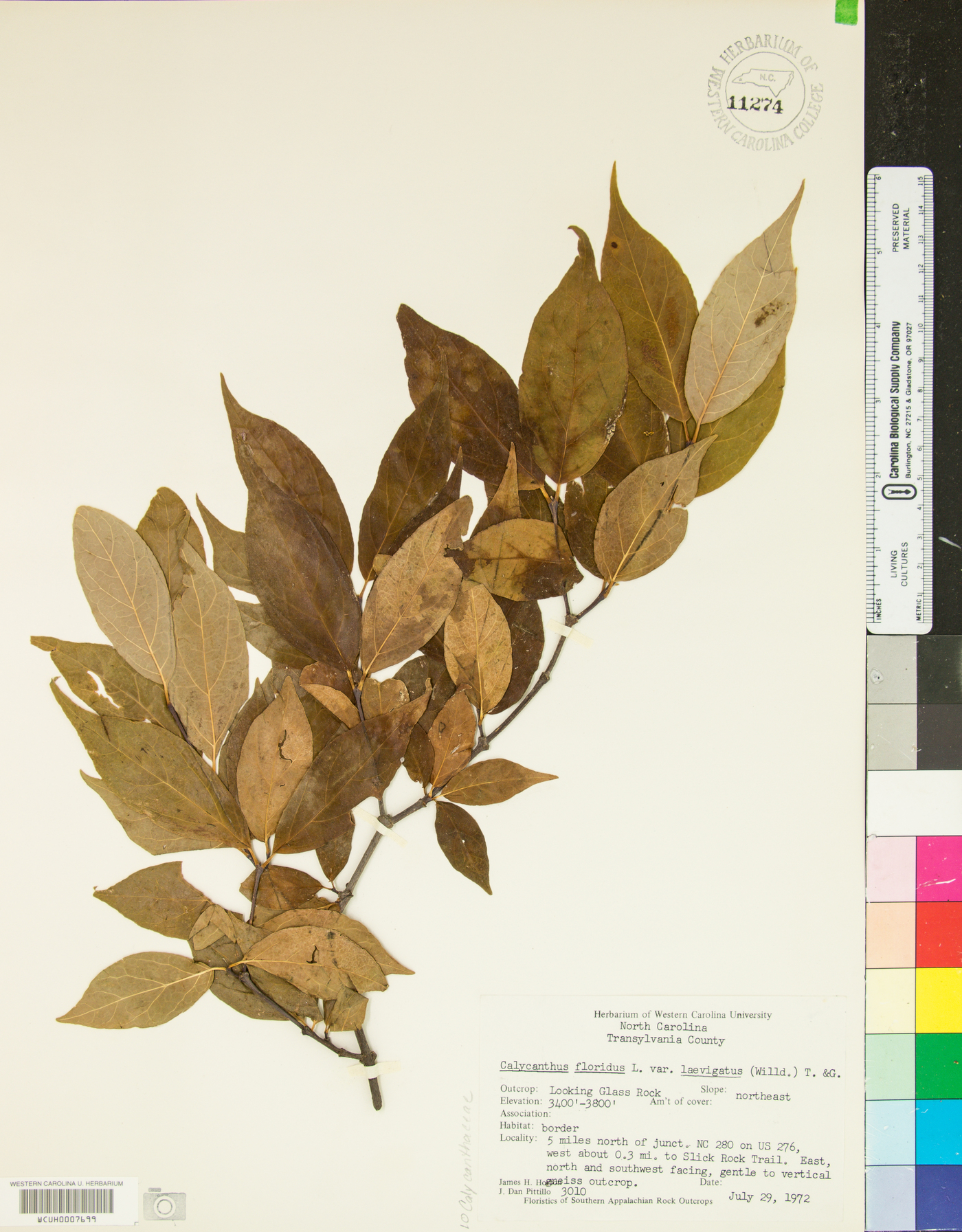 Calycanthus floridus var. glaucus image