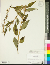 Campanulastrum americanum image