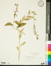 Lobelia amoena image