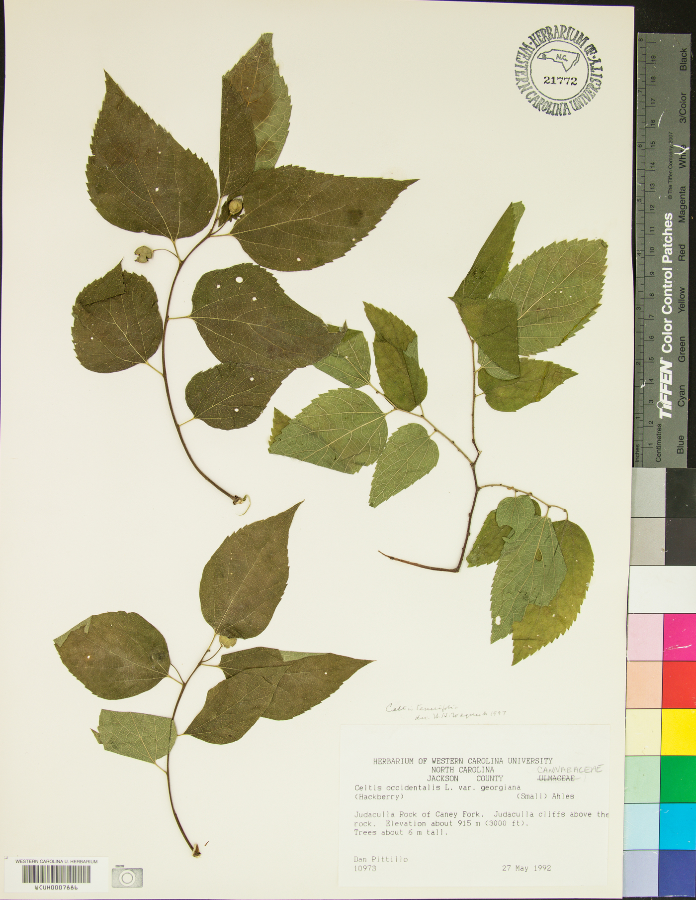 Celtis occidentalis var. georgiana image