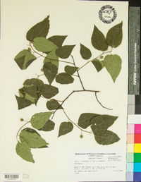 Celtis occidentalis var. occidentalis image