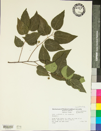 Celtis occidentalis var. occidentalis image