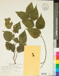 Celtis occidentalis var. occidentalis image