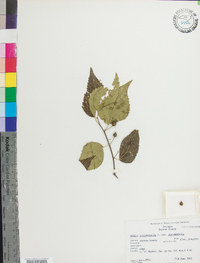 Celtis occidentalis var. occidentalis image