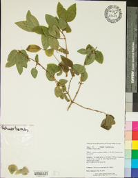 Lonicera canadensis image