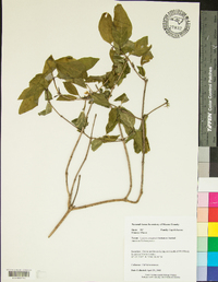 Lonicera canadensis image