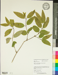 Lonicera canadensis image