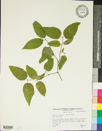 Lonicera canadensis image