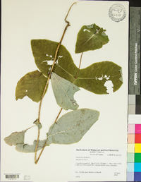 Lonicera dioica image