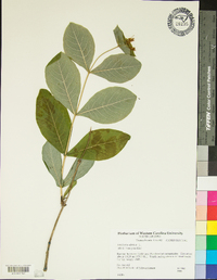 Lonicera dioica image