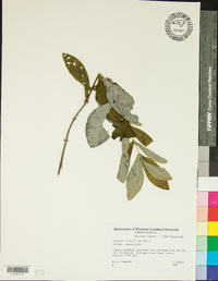 Lonicera dioica image