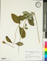 Lonicera dioica image