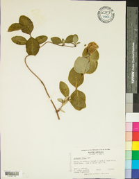 Lonicera flava image