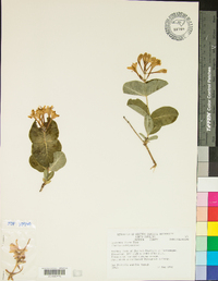 Lonicera flava image