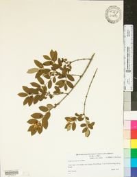 Lonicera morrowii image