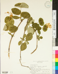 Lonicera flava image