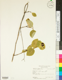 Lonicera flava image