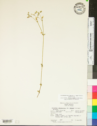 Cerastium fontanum subsp. vulgare image