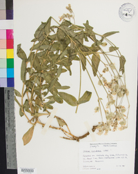 Silene vulgaris image