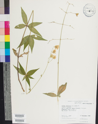 Silene stellata image