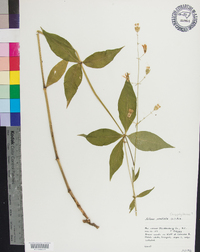 Silene stellata image