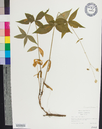 Silene stellata image