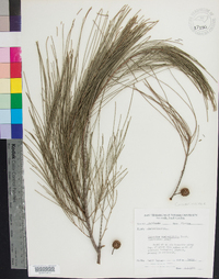 Casuarina equisetifolia image