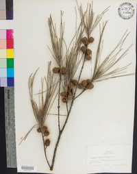 Casuarina equisetifolia image