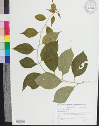 Celastrus scandens image