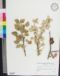 Euonymus fortunei image