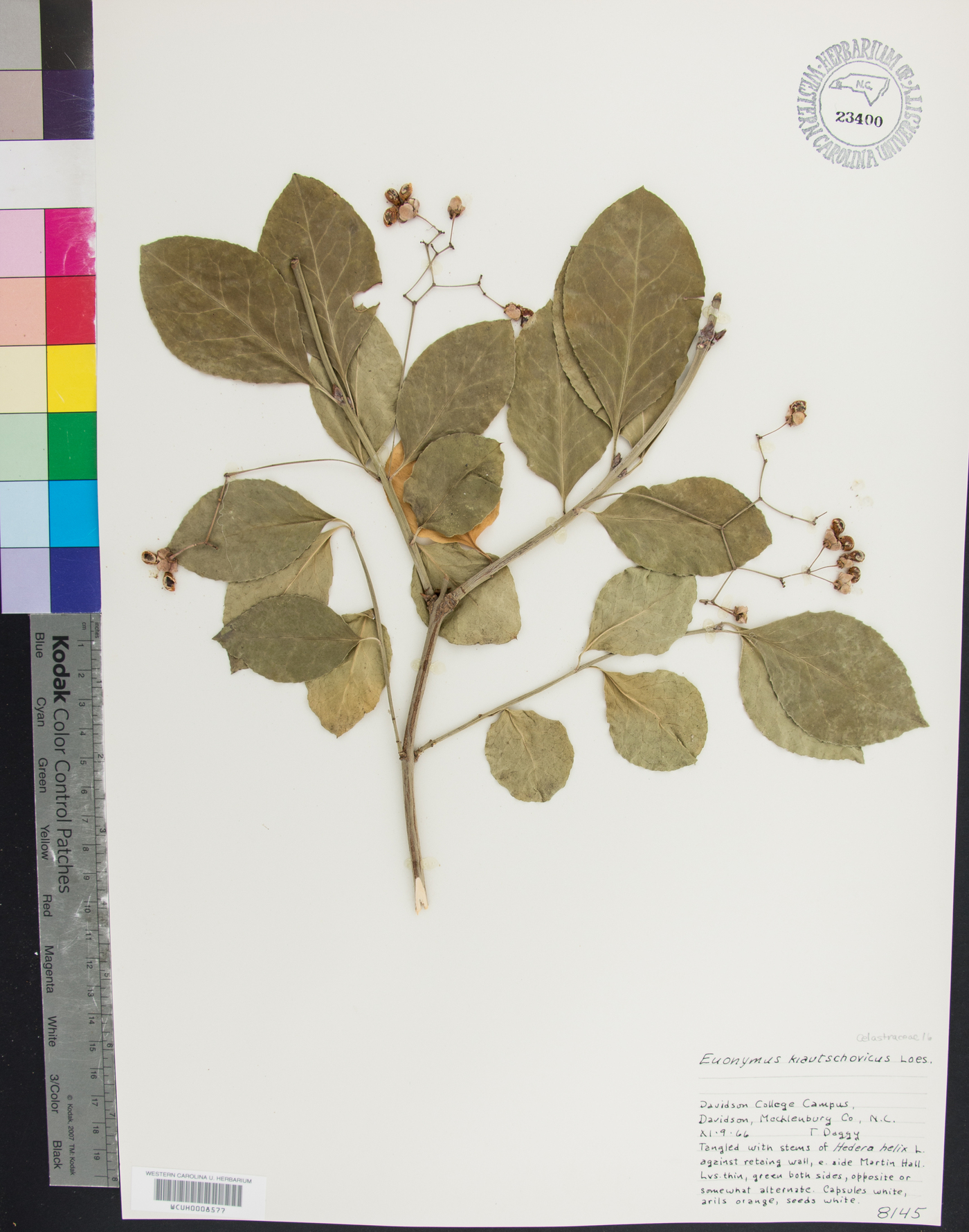 Euonymus kiautschovicus image