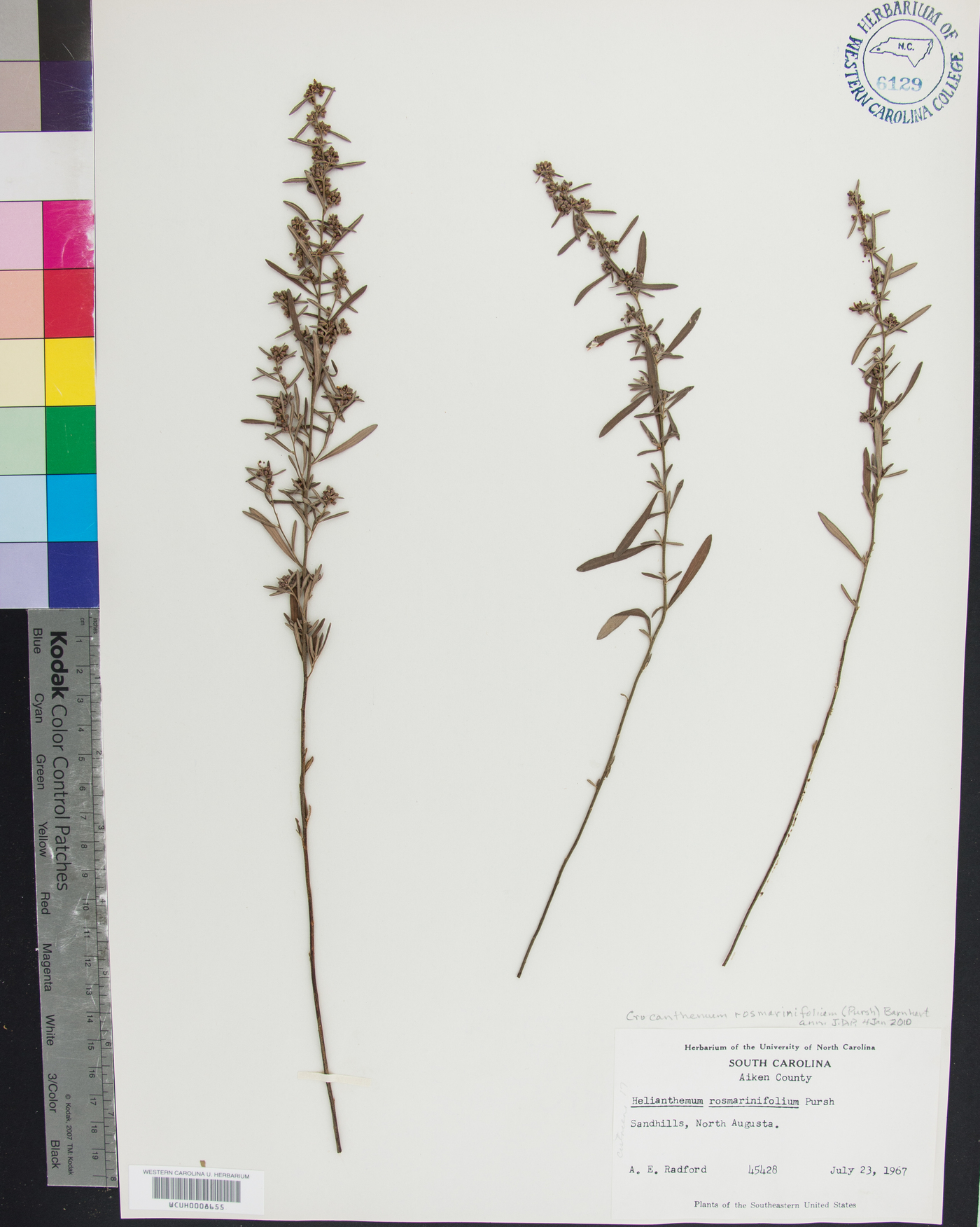 Crocanthemum rosmarinifolium image