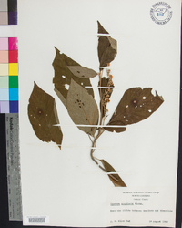 Clethra acuminata image