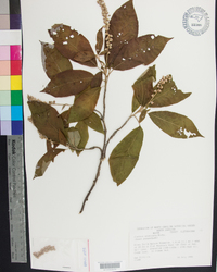 Clethra acuminata image