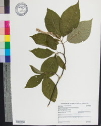 Clethra acuminata image