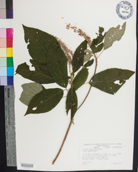 Clethra acuminata image